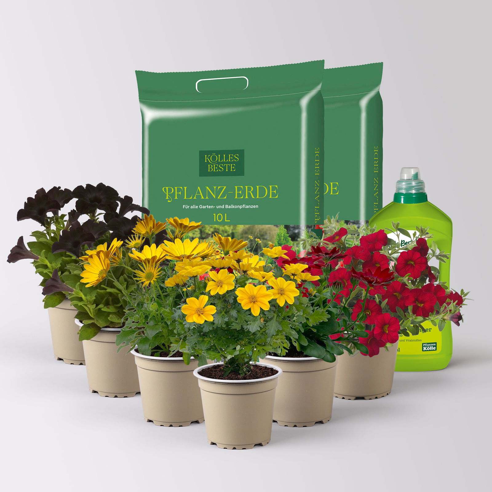 Pflanzenkreation 'WM-Edition', 6 Pflanzen inkl. Erde und Dünger