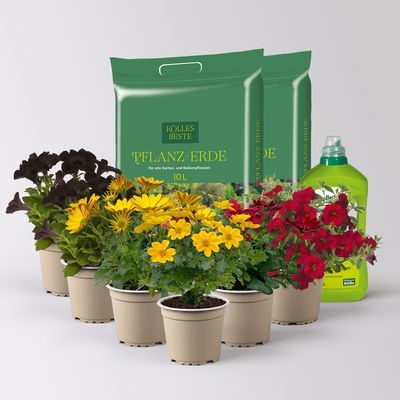 Pflanzenkreation 'WM-Edition', 6 Pflanzen inkl. Erde und Dünger