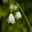 Sommerknotenblume weiß, Topf-Ø 15 cm, 2er-Set