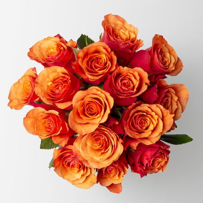 15 orange/rote Rosen 'Espana'