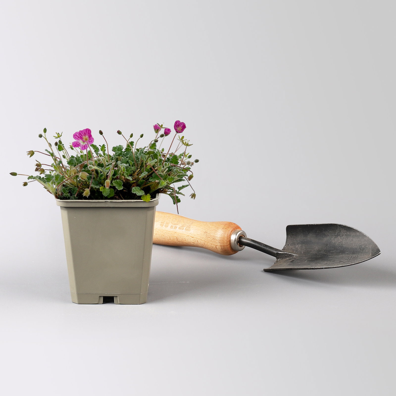 Bio Reiherschnabel 'Bishops Form' rosa, Topf 9x9 cm, 3 Pflanzen Bio Reiherschnabel 'Bishops Form' rosa, Topf 9x9 cm, 3 Pflanzen