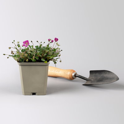 Bio Reiherschnabel 'Bishops Form' rosa, Topf 9x9 cm, 3 Pflanzen Bio Reiherschnabel 'Bishops Form' rosa, Topf 9x9 cm, 3 Pflanzen