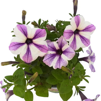 Petunie 'Sweetunia® Starfish' flieder-weiß, hängend, Topf-Ø 13 cm, 6 Pflanzen