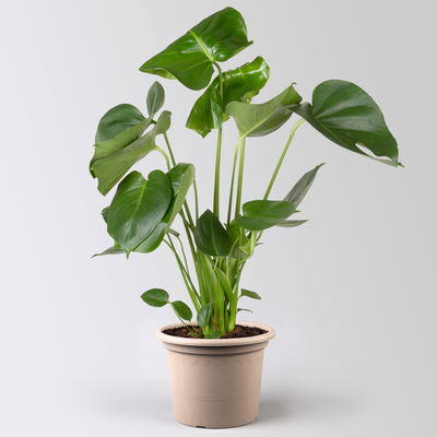 Monstera deliciosa, Topf-Ø 21 cm, Höhe ca. 50-70 cm Monstera deliciosa, Topf-Ø 21 cm, Höhe ca. 50-70 cm