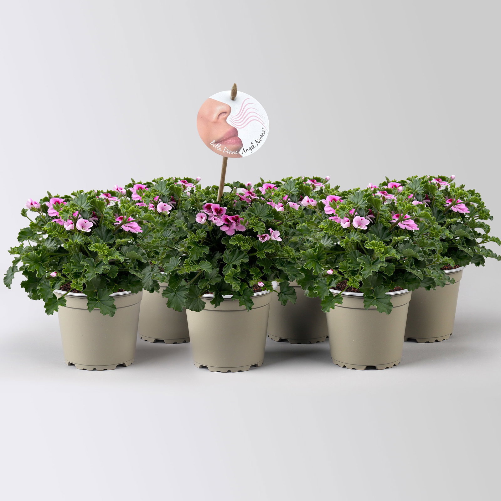 Duftgeranie 'Angel Aroma®Daisy®',  rosa-pink, Topf-Ø 12 cm, 6 Pflanzen