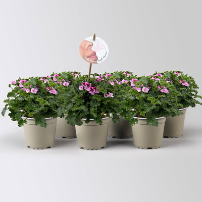 Duftgeranie 'Angel Aroma®Daisy®',  rosa-pink, Topf-Ø 12 cm, 6 Pflanzen