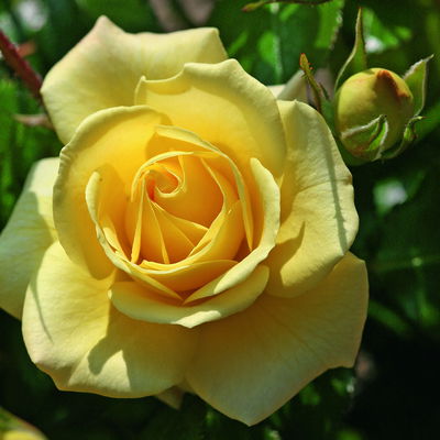 Beetrose 'Debüt'®, hellgelb, Topf 5 Liter, 4 Pflanzen