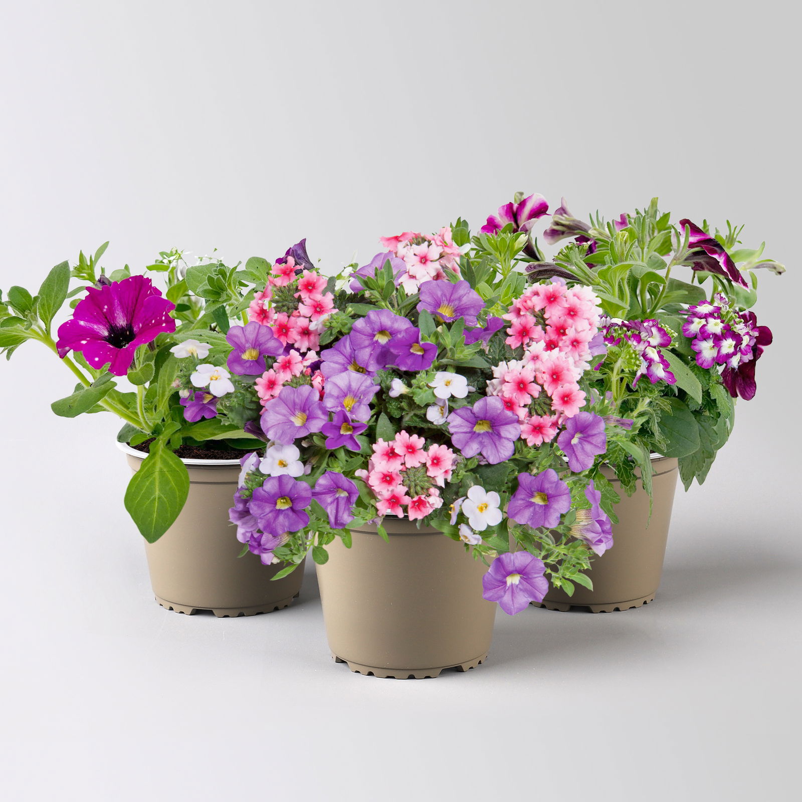 Sommerblumen-Mix, nach Verfügbarkeit, Topf-Ø 13 cm, 3 Pflanzen