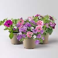 Sommerblumen-Mix, nach Verfügbarkeit, Topf-Ø 13 cm, 3 Pflanzen