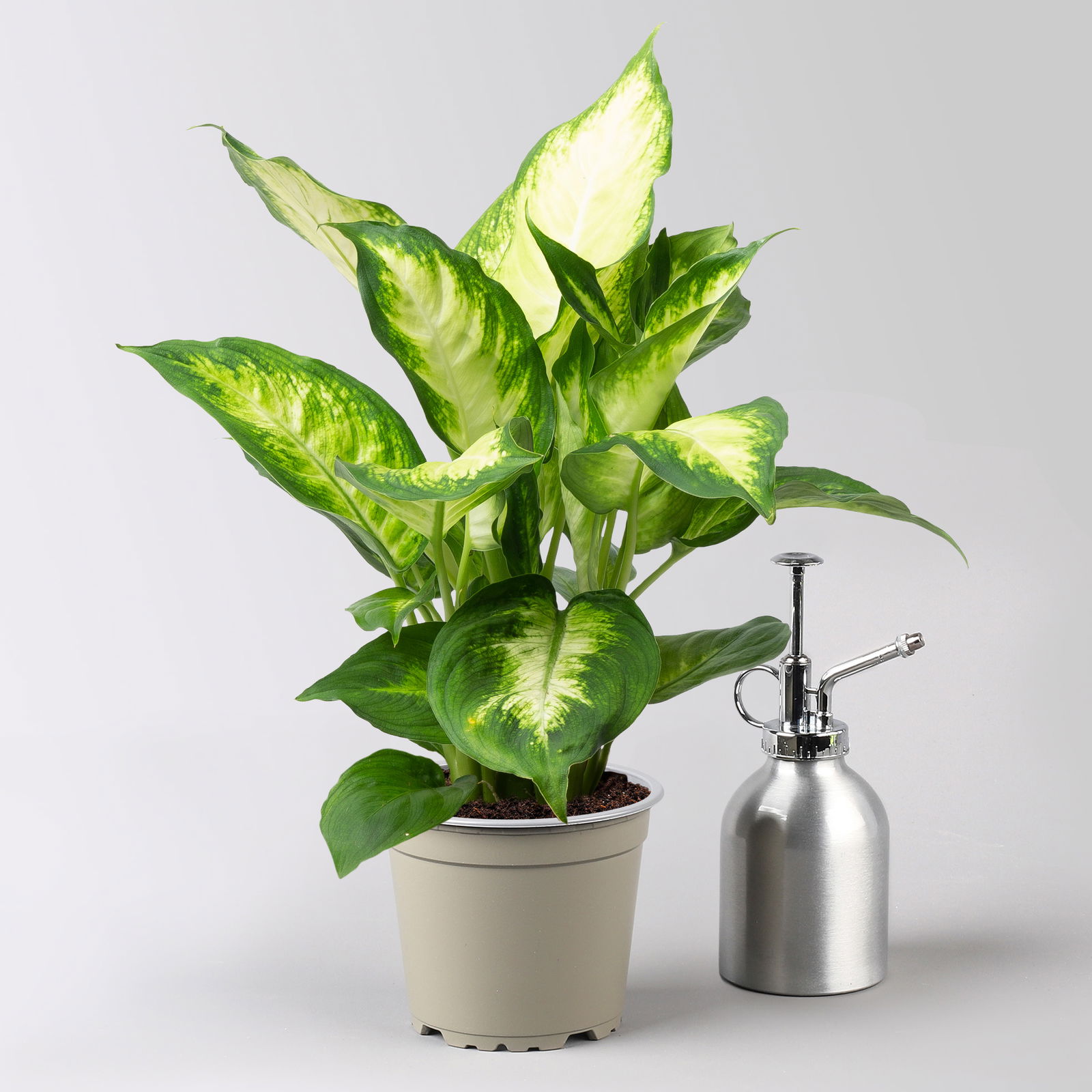 Dieffenbachie 'Camilla', Topf-Ø12cm, Höhe ca. 25 cm, 3er-Set