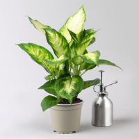 Dieffenbachie 'Camilla', Topf-Ø12cm, Höhe ca. 25 cm, 3er-Set