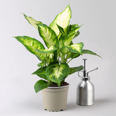 Dieffenbachie 'Camilla', Topf-Ø12cm, Höhe ca. 25 cm, 3er-Set