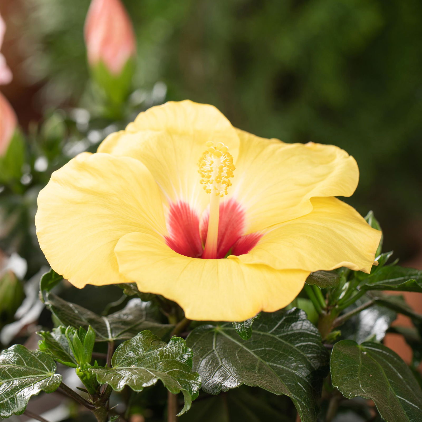 Hibiskus, gelb, Topf-Ø 13 cm, Höhe ca. 35 cm, 2er-Set