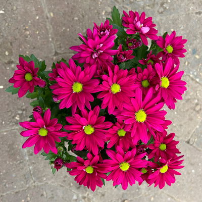 Chrysanthemen 'Swifty', lila, Topf-Ø 10,5 cm, 6 Pflanzen Chrysanthemen 'Swifty', lila, Topf-Ø 10,5 cm, 6 Pflanzen