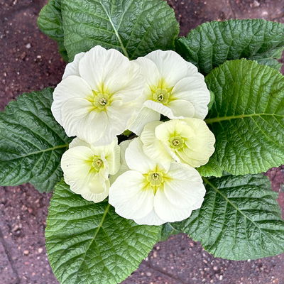 Primel 'Mojito', cremeweiß, Topf-Ø 11 cm, 8 Pflanzen Primel 'Mojito', cremeweiß, Topf-Ø 11 cm, 8 Pflanzen