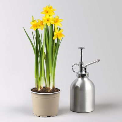 Pflanzen-Set Frischer Frühling, 12 Pflanzen inkl. Erde