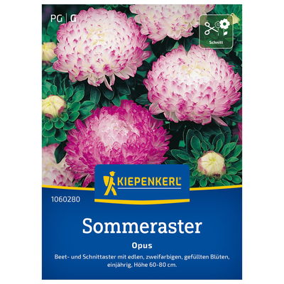 Blumensamen, Aster 'Opus', weiß & rosa