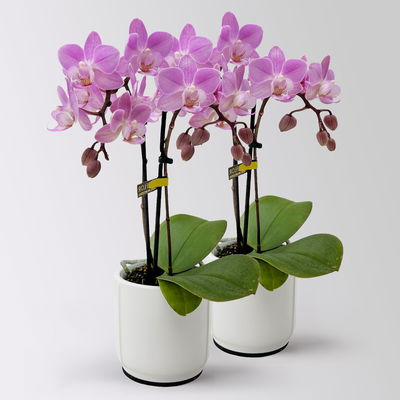 Mini-Phalaenopsis mit Keramiktopf, rosa/lila, Topf-Ø 7 cm, 2 Pflanzen Mini-Phalaenopsis mit Keramiktopf, rosa/lila, Topf-Ø 7 cm, 2 Pflanzen