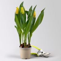 Tulpe gelb, vorgetrieben Topf-Ø 10 cm, 6 Pflanzen