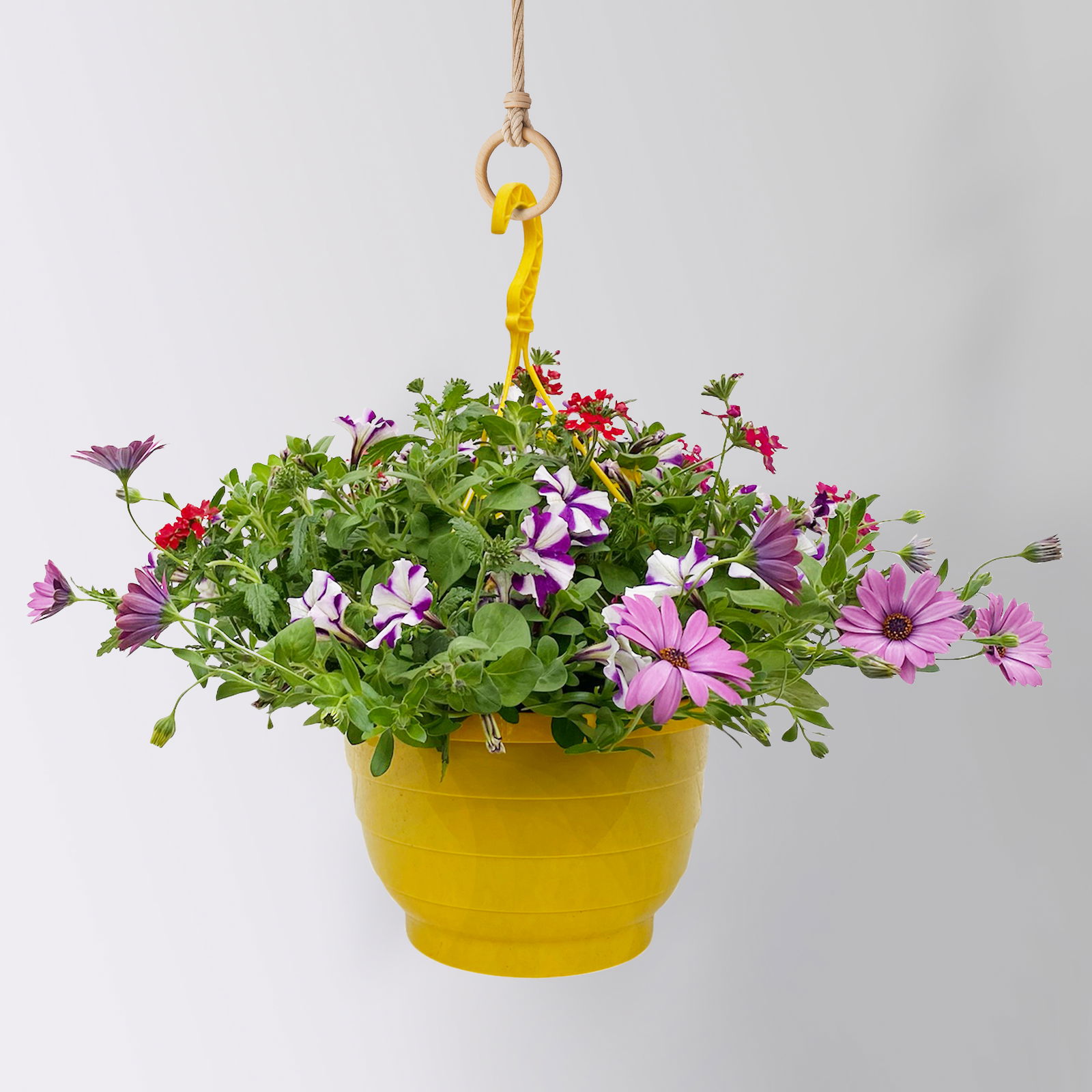 gemischte Sommerblumen-Ampel, Farbe/n nach Verfügbarkeit, Ampeltopf-Ø 25/27 cm