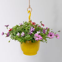 gemischte Sommerblumen-Ampel, Farbe/n nach Verfügbarkeit, Ampeltopf-Ø 25/27 cm