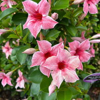 Dipladenie, pink gespernkelt, Pyramide, Topf-Ø 17 cm