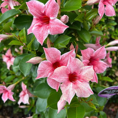 Dipladenie, pink gespernkelt, Pyramide, Topf-Ø 17 cm