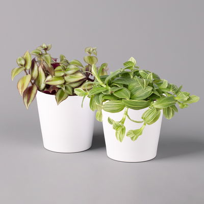 Dreimasterblume in Keramiktopf weiß, nach Verfügbarkeit, Topf-Ø 12 cm, 2er-Set Dreimasterblume in Keramiktopf weiß, nach Verfügbarkeit, Topf-Ø 12 cm, 2er-Set