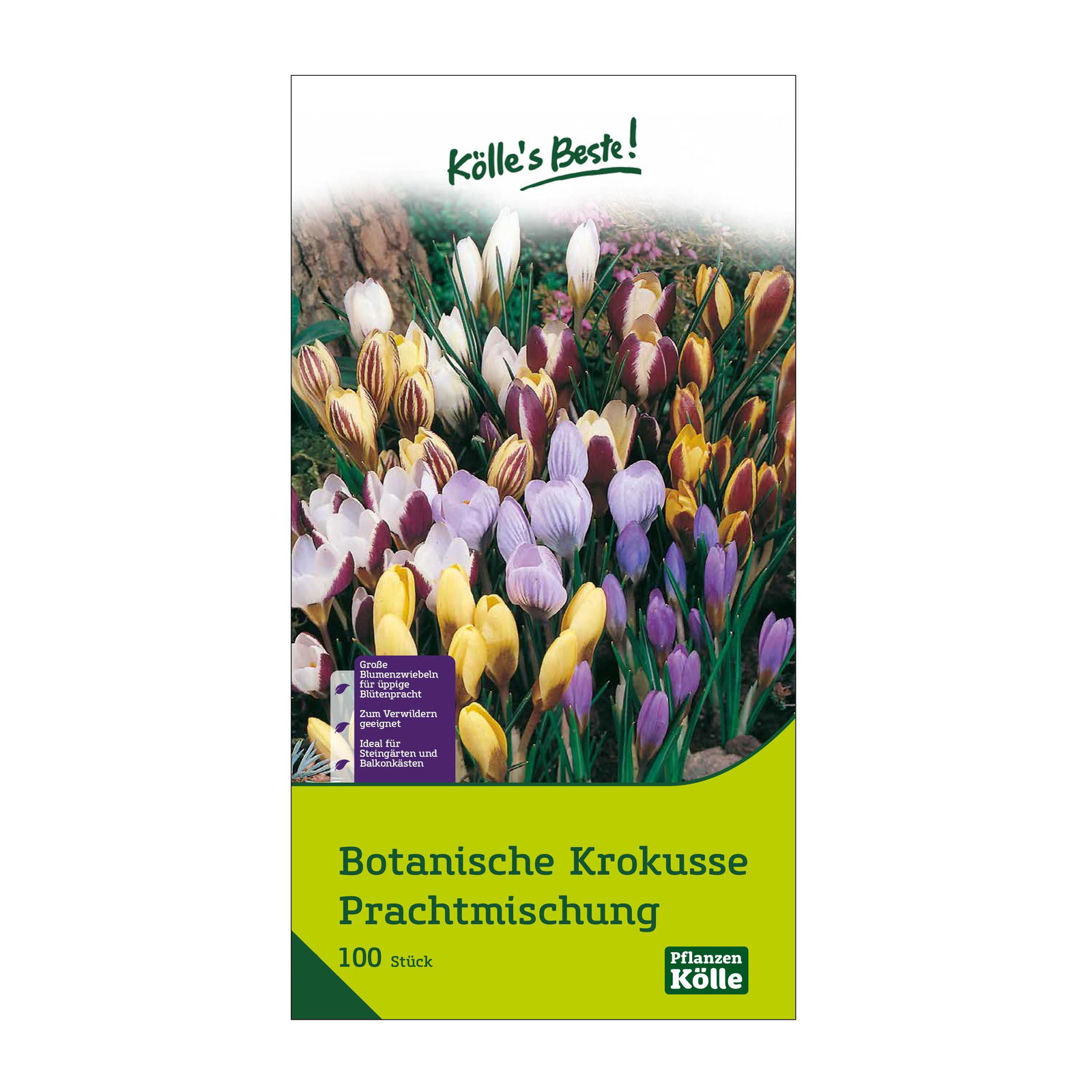 botanische Krokusse 'Prachtmischung', Farbmix, 100 Blumenzwiebeln