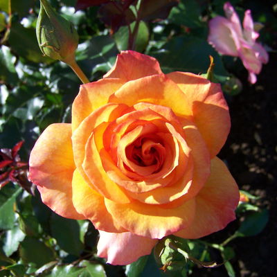 Strauchrose 'Sahara®', goldgelb bis bronzerot, Topf 5 Liter Strauchrose 'Sahara®', goldgelb bis bronzerot, Topf 5 Liter