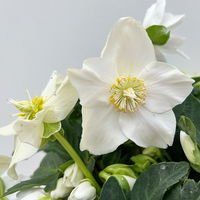 Christrose 'Advent Star', weiß, Topf-Ø 15 cm, 2 Pflanzen