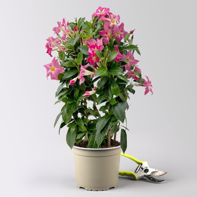 Dipladenie 'Pink Star', pink gesternt, Doppelbogen, Topf-Ø 17 cm, Höhe ca. 60 cm