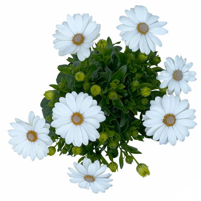 Kapkörbchen creme, Topf-Ø 12 cm, 6er-Set