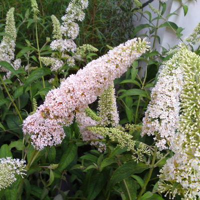Duo-Schmetterlingsstrauch, Buddleja 'Reve de Papillion'®, pink-weiß, Topf 5 lt. Duo-Schmetterlingsstrauch, Buddleja 'Reve de Papillion'®, pink-weiß, Topf 5 lt.