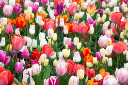 Tulpen Tulpen