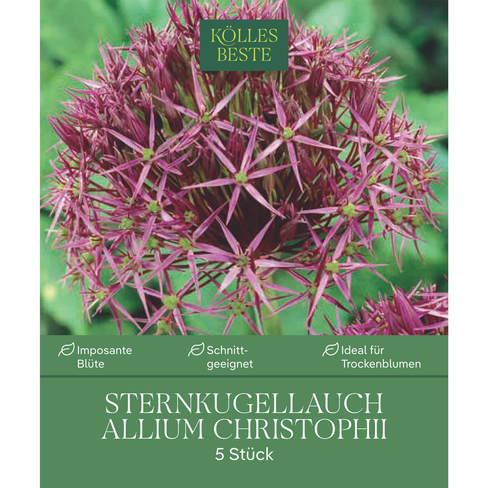 XXL Allium Christophii (Sternkugellauch) lila/purpur, 5 Blumenzwiebeln XXL Allium Christophii (Sternkugellauch) lila/purpur, 5 Blumenzwiebeln