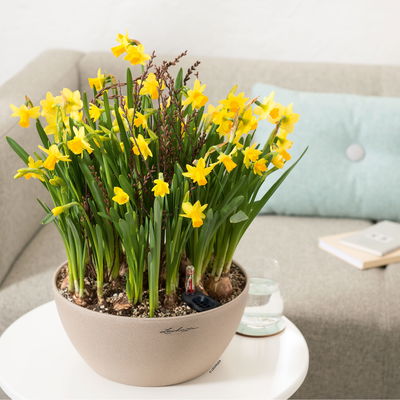 Lechuza 'Cubeto Stone 30', sandbeige, ca. Ø 30 x 13,5 cm Lechuza 'Cubeto Stone 30', sandbeige, ca. Ø 30 x 13,5 cm