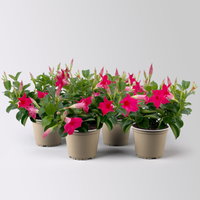 Dipladenie, pink, Topf-Ø 14 cm, 4 Pflanzen Dipladenie, pink, Topf-Ø 14 cm, 4 Pflanzen