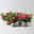 Dipladenie, pink, Topf-Ø 14 cm, 4 Pflanzen Dipladenie, pink, Topf-Ø 14 cm, 4 Pflanzen