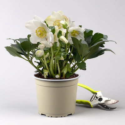 Christrose 'HGC® Wintergold®' weiß, Topf-Ø 17 cm Christrose 'HGC® Wintergold®' weiß, Topf-Ø 17 cm