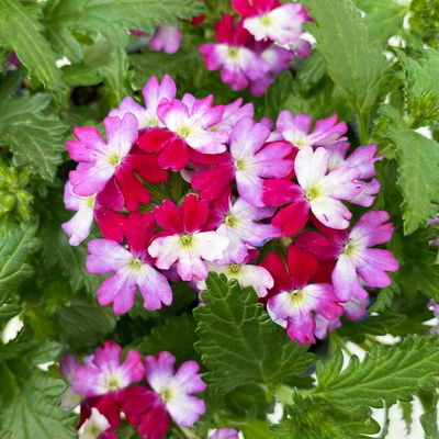 Eisenkraut zweifarbig, Topf-Ø 12 cm, 6 Stück