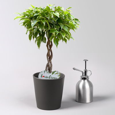 Birkenfeige 'Lucky', in Keramiktopf anthrazit, Topf-Ø 12 cm, Höhe ca. 40 cm Birkenfeige 'Lucky', in Keramiktopf anthrazit, Topf-Ø 12 cm, Höhe ca. 40 cm