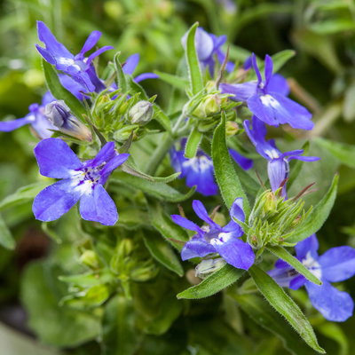 Männertreu blau, Topf-Ø 12 cm, 6er-Set