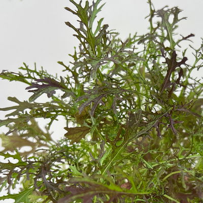 Bio Asiasalat 'Moutarde Rouge Metis', Topf-Ø 12 cm Bio Asiasalat 'Moutarde Rouge Metis', Topf-Ø 12 cm