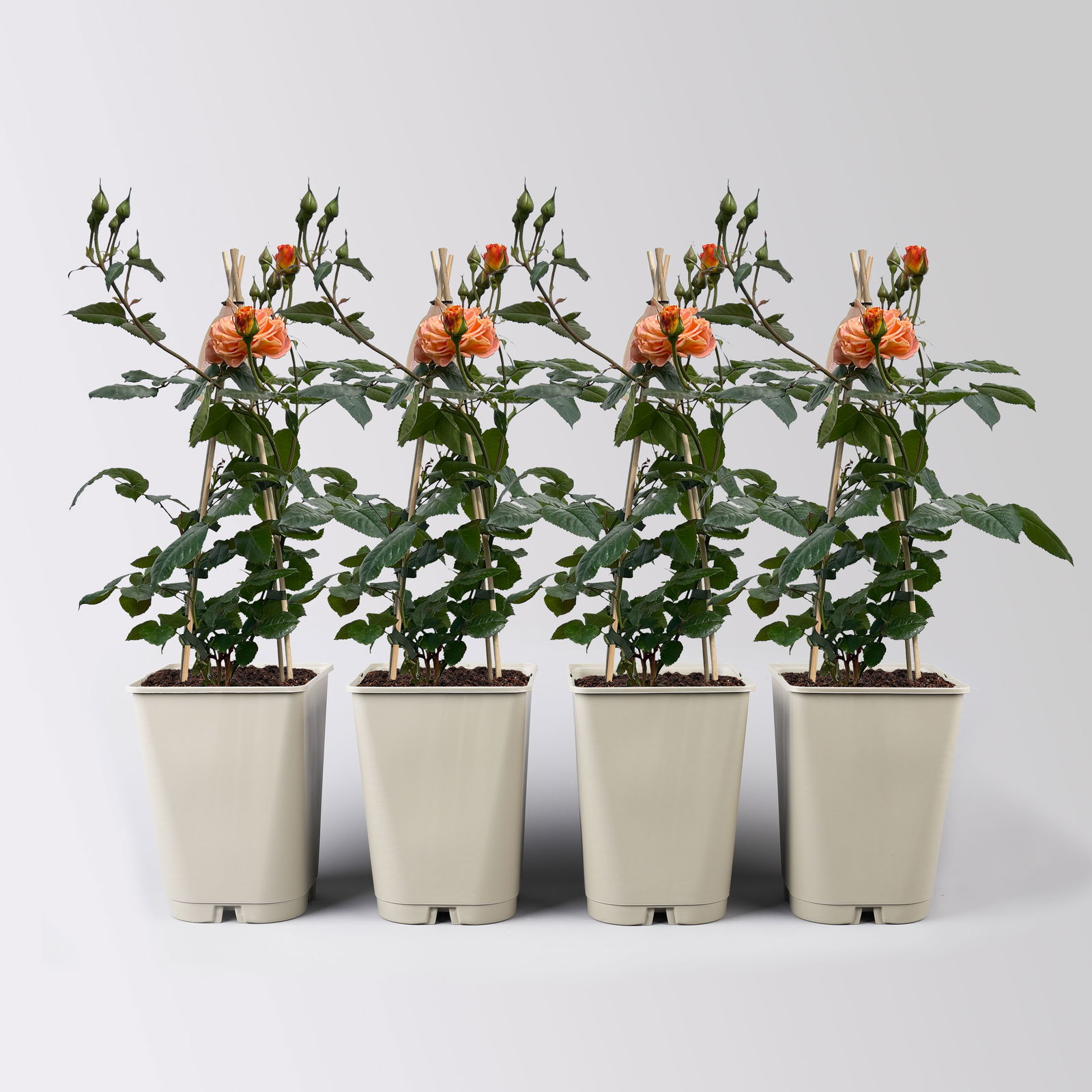 Beetrose 'Westzeit®' orange-apricot, Topf 5 Liter, 4 Pflanzen
