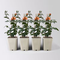 Beetrose 'Westzeit®' orange-apricot, Topf 5 Liter, 4 Pflanzen