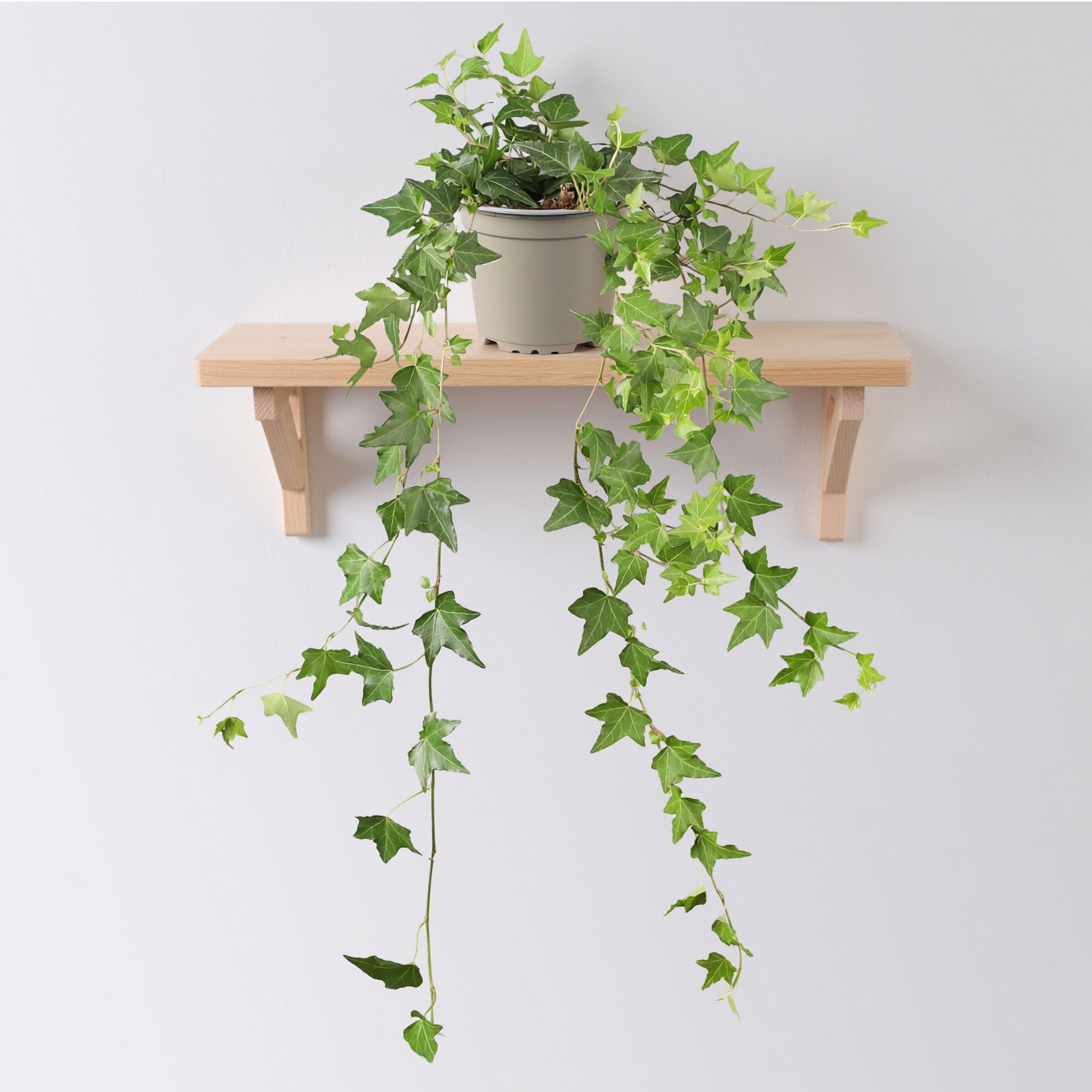 Efeu inkl. Keramiktopf Dallas anthrazit Topf-Ø 12/13 cm, 3er-Set Efeu inkl. Keramiktopf Dallas anthrazit Topf-Ø 12/13 cm, 3er-Set