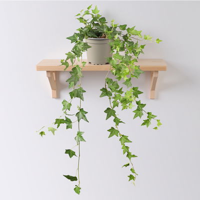 Efeu inkl. Keramiktopf Dallas anthrazit Topf-Ø 12/13 cm, 3er-Set Efeu inkl. Keramiktopf Dallas anthrazit Topf-Ø 12/13 cm, 3er-Set