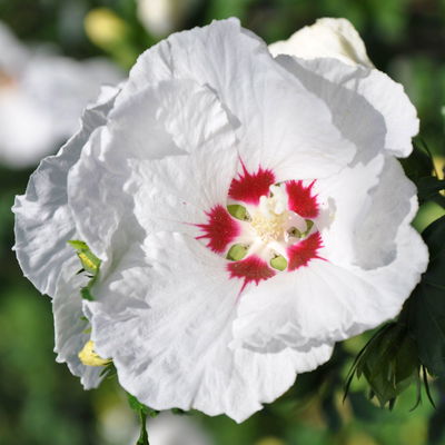 Garten-Hibiskus, Hibiscus syriacus 'Red Heart', weiß, Topf 5 Liter Garten-Hibiskus, Hibiscus syriacus 'Red Heart', weiß, Topf 5 Liter