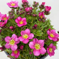 Pflanzenkreation Gartenromantik, 9 Pflanzen inkl. Erde und Dünger Pflanzenkreation Gartenromantik, 9 Pflanzen inkl. Erde und Dünger